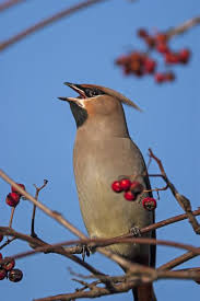 Attēlu rezultāti vaicājumam “Bombycilla garrulus”