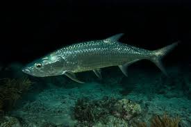 Image result for Megalops atlanticus