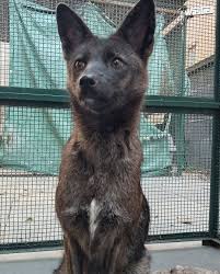 Attēlu rezultāti vaicājumam “Didymium proximum”