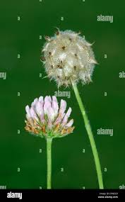 Attēlu rezultāti vaicājumam “Trifolium fragiferum fruit”
