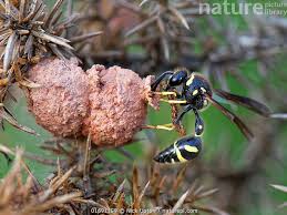 Attēlu rezultāti vaicājumam “Eumenes sp.”