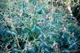 Attēlu rezultāti vaicājumam “Cnidium dubium leaf”