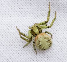 Attēlu rezultāti vaicājumam “Xysticus bifasciatus female”
