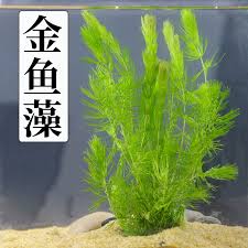 「金魚藻」的圖片搜尋結果