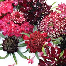 Attēlu rezultāti vaicājumam “Centaurea scabiosa fruit”