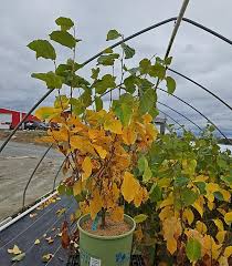 Attēlu rezultāti vaicājumam “Hamamelis virginiana”