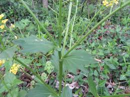 Attēlu rezultāti vaicājumam “Barbarea vulgaris subsp. arcuata flower”