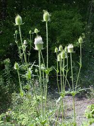 Image result for Dipsacus laciniatus