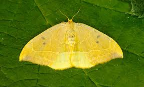 Attēlu rezultāti vaicājumam “Watsonalla binaria”