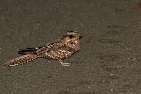 Image result for Caprimulgus ruficollis