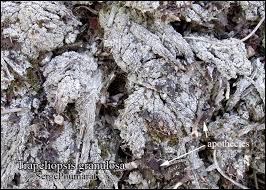 Attēlu rezultāti vaicājumam “Trapeliopsis granulosa”