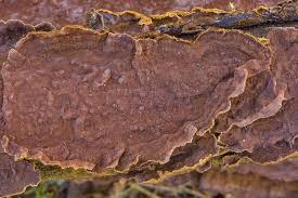 Attēlu rezultāti vaicājumam “Hymenochaete tabacina”