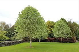 Attēlu rezultāti vaicājumam “Sorbus aria”