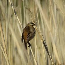 Attēlu rezultāti vaicājumam “Acrocephalus schoenobaenus”