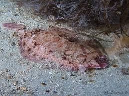 Image result for Hippoglossus hippoglossus