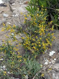 Attēlu rezultāti vaicājumam “Anthyllis maritima flower”