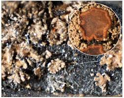 Attēlu rezultāti vaicājumam “Parmeliella triptophylla”