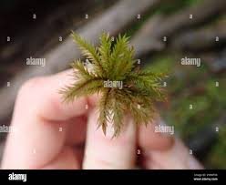 Attēlu rezultāti vaicājumam “Climacium dendroides”