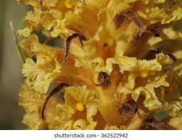 Attēlu rezultāti vaicājumam “Orobanche elatior”