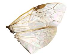 Attēlu rezultāti vaicājumam “Diprion pini female”