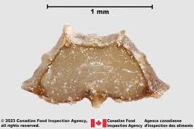 Attēlu rezultāti vaicājumam “Daucus sativus”