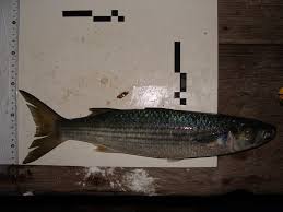 Image result for Mugil liza