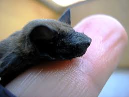 Attēlu rezultāti vaicājumam “Nyctalus leisleri”