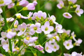 Attēlu rezultāti vaicājumam “Cardamine pratensis flower”