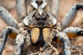Image result for spider