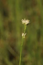 Attēlu rezultāti vaicājumam “Rhynchospora alba flower”