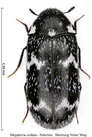 Attēlu rezultāti vaicājumam “Megatoma undata”