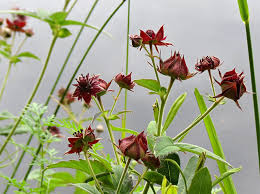 Attēlu rezultāti vaicājumam “xComagaria rosea  flower”