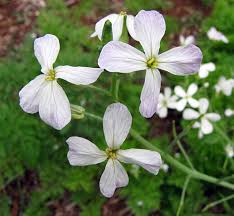 Attēlu rezultāti vaicājumam “Raphanus sativus flower”