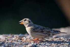 Image result for Petronia petronia