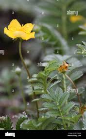 Attēlu rezultāti vaicājumam “Argentina anserina bud”