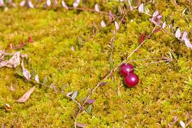 Attēlu rezultāti vaicājumam “Oxycoccus palustris fruit”