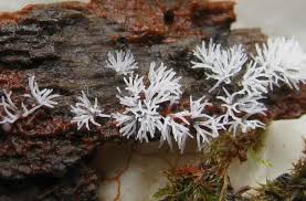 Attēlu rezultāti vaicājumam “Ceratiomyxaceae”