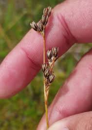 Attēlu rezultāti vaicājumam “Juncus squarrosus”