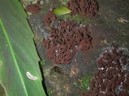 Attēlu rezultāti vaicājumam “Stemonitis fusca var. nigrescens stalked”