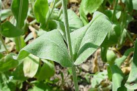 Image result for Lychnis coronaria