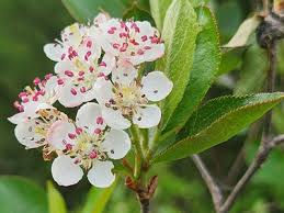 Attēlu rezultāti vaicājumam “Aronia melanocarpa flower”