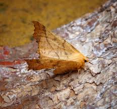 Attēlu rezultāti vaicājumam “Ennomos autumnaria”