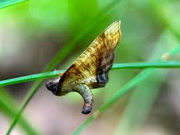 Attēlu rezultāti vaicājumam “Plagodis dolabraria”