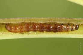 Attēlu rezultāti vaicājumam “Gortyna flavago”