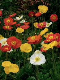 Image result for Papaver nudicaule