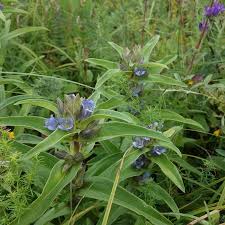 Attēlu rezultāti vaicājumam “Gentiana cruciata bud”