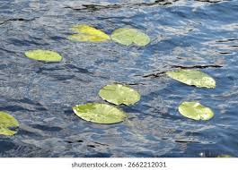 Attēlu rezultāti vaicājumam “Nymphaea alba leaf”