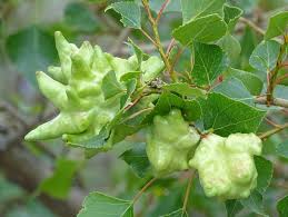 Attēlu rezultāti vaicājumam “Pemphigus borealis”