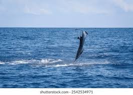 Image result for Istiophorus platypterus