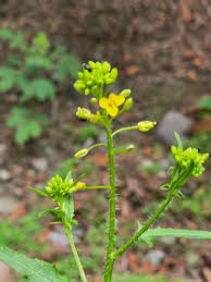 Attēlu rezultāti vaicājumam “Sisymbrium loeselii flower”